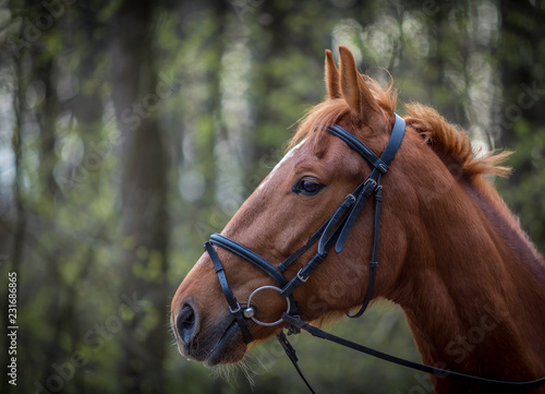 Beautiful brown horse portrait with bridle in the spring forest