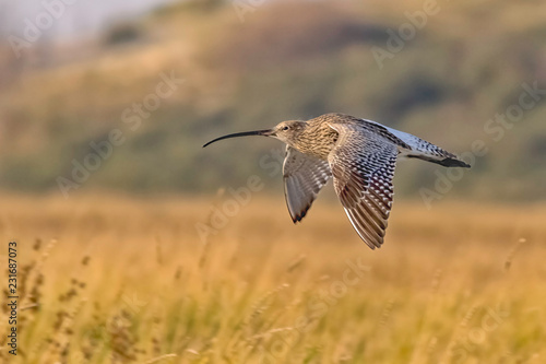 bird in flight