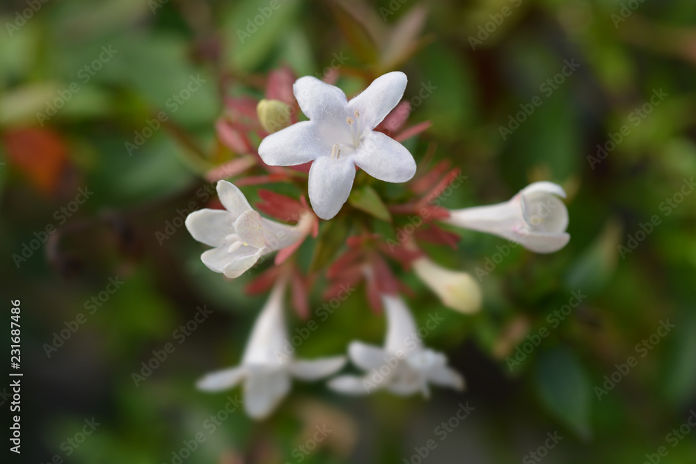 Fototapeta premium Glossy abelia