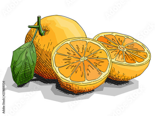 Vector illustration of drawing fruit oranges with halves.