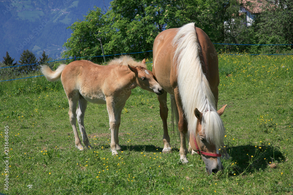 Haflinger mit Fohlen auf Weide Haflinger mit Fohlen auf Weide