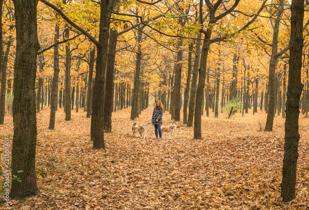 young red haired girl is walking in orange autumn park with two husky dogs young red haired girl is walking in orange autumn park with two husky dogs