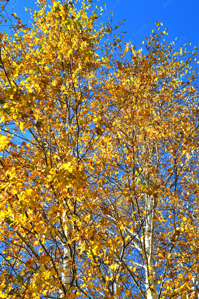 yellow leaves on birch tree branches, tree trunks in foliage