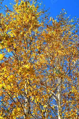 yellow leaves on birch tree branches, tree trunks in foliage