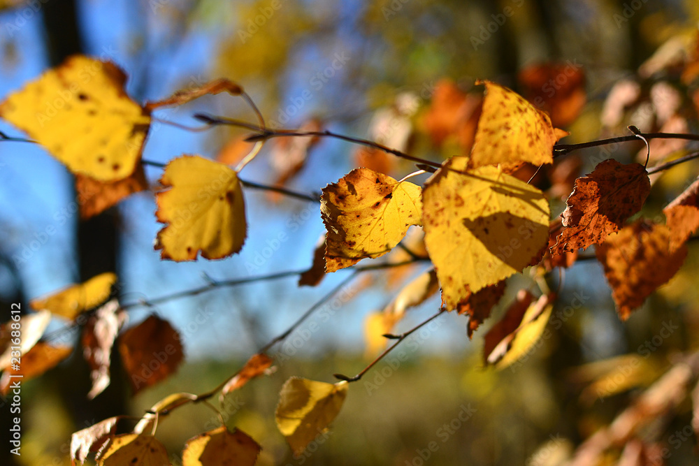 branch of a tree with yellow leaves against a blue sky branch of a tree with yellow leaves against a blue sky