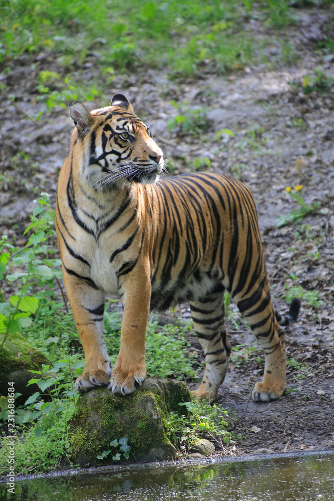 Sumatra Tiger (Panthera tigris sumatrae) Sumatra Tiger (Panthera tigris sumatrae)