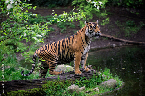Sumatra Tiger (Panthera tigris sumatrae)