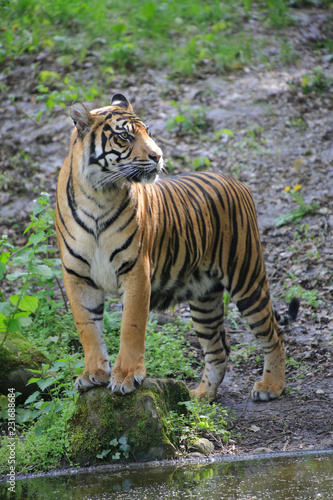 Sumatra Tiger  Panthera tigris sumatrae 
