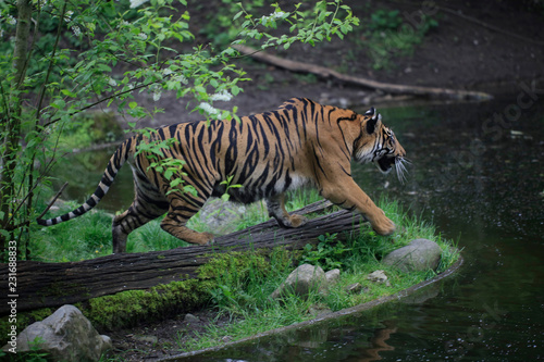 Sumatra-Tiger  Panthera tigris sumatrae 