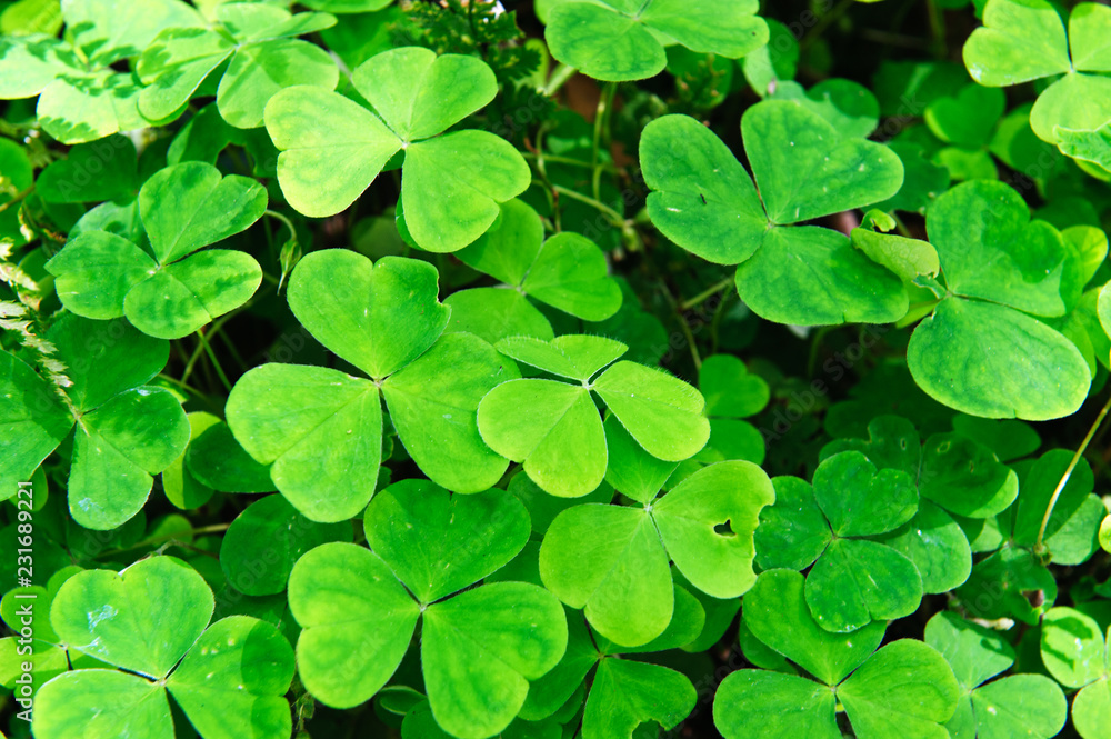 Wood Sorrel Wood Sorrel
