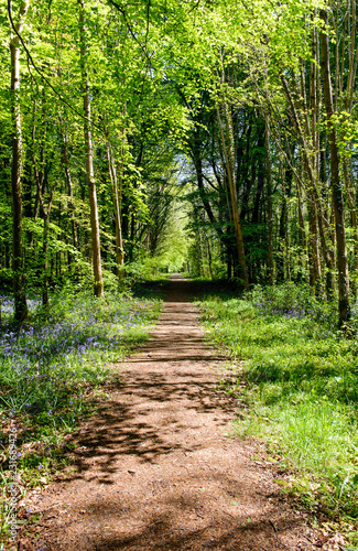 Footpath in the forest