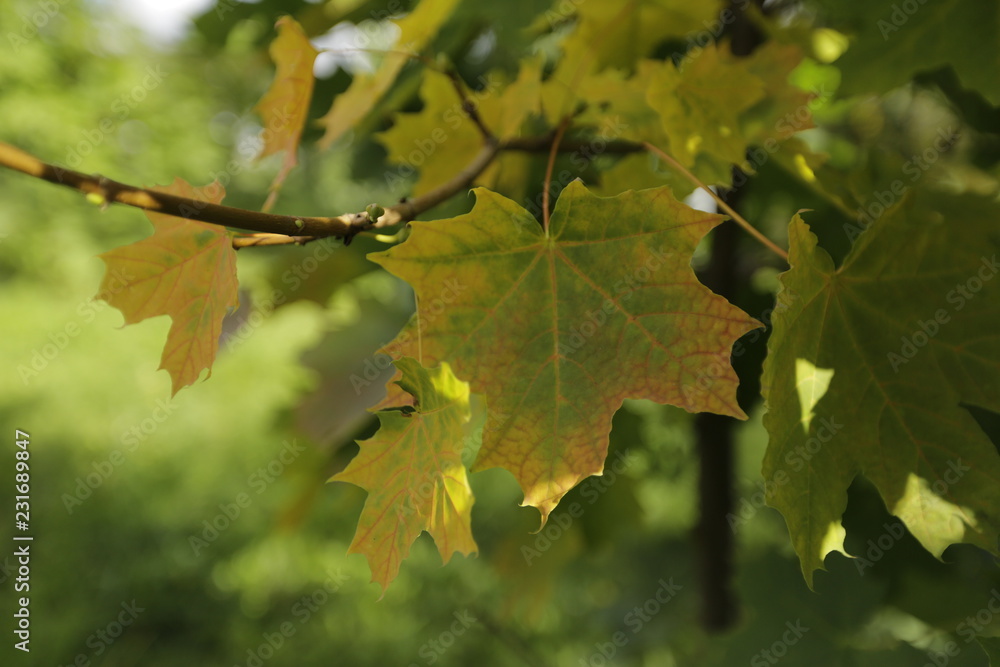 green maple leaves green maple leaves