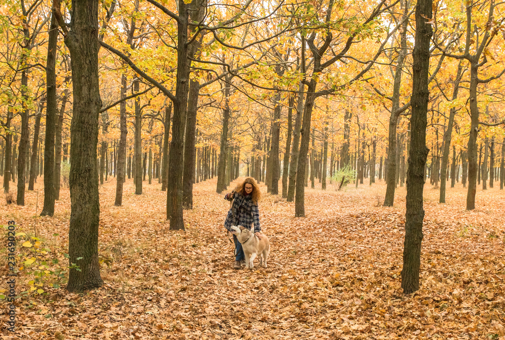 young red haired girl is walking in orange autumn park with two husky dogs young red haired girl is walking in orange autumn park with two husky dogs