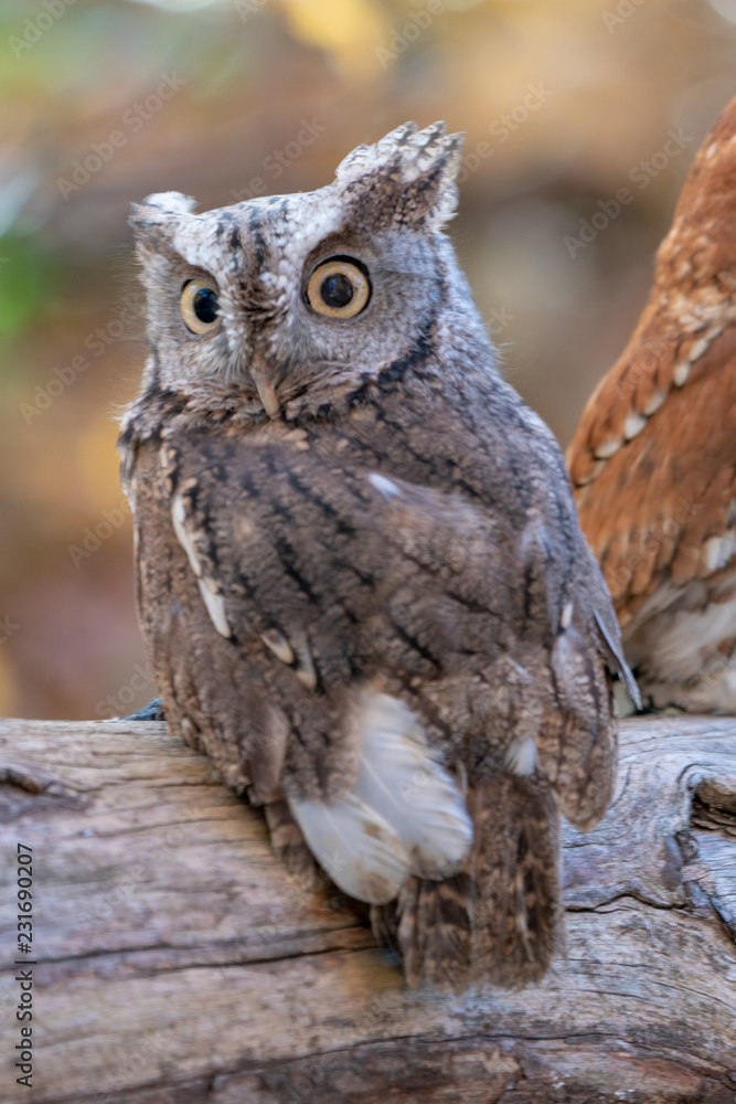 Obraz premium Grey Screech Owl on a branch.