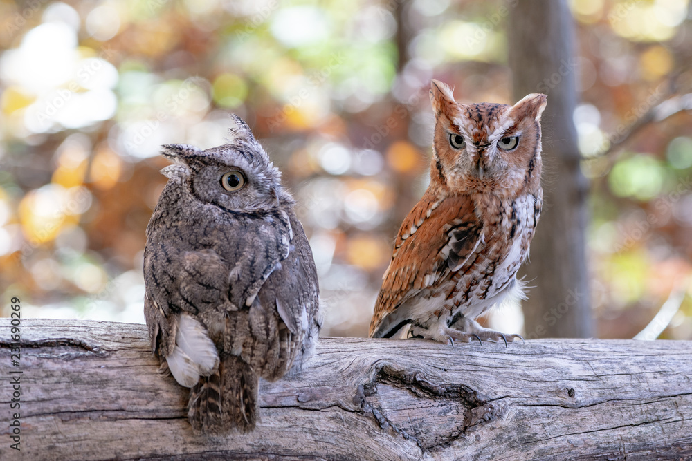 Φωτογραφία Screech Owl Pair on a branch.  Grey and Brown.