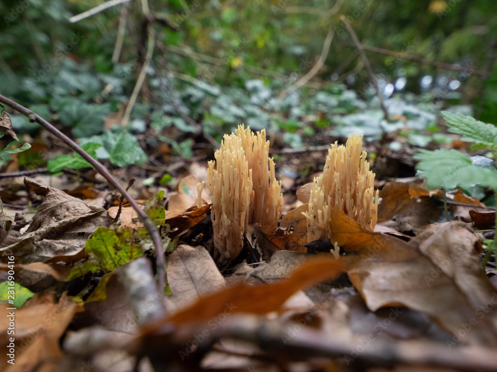 mushroom in the forest mushroom in the forest