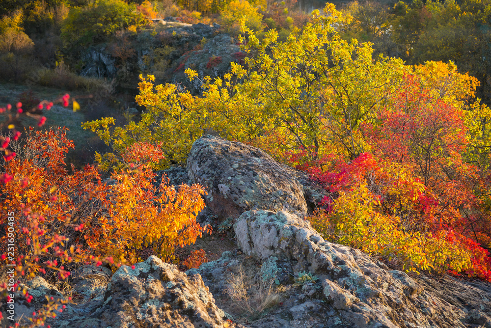 colored bushes on the rocks in autumn day in Ukraine colored bushes on the rocks in autumn day in Ukraine