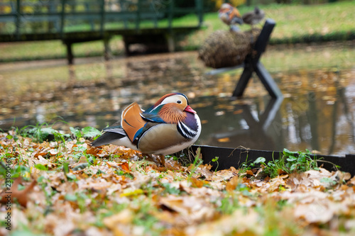 mandarin duck