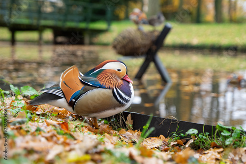 mandarin duck