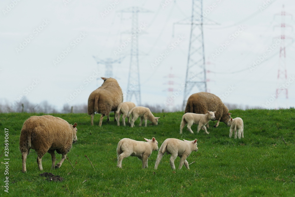 Fototapeta premium herd of sheep with lambs on a meadow with power lines in the background
