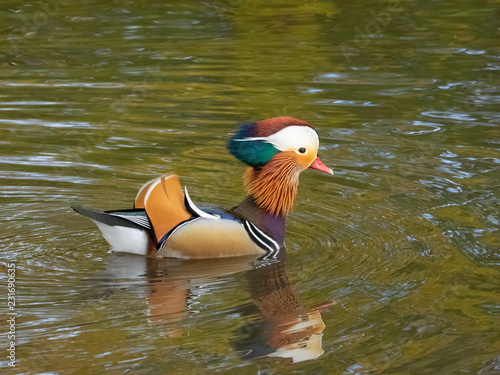 mandarin duck