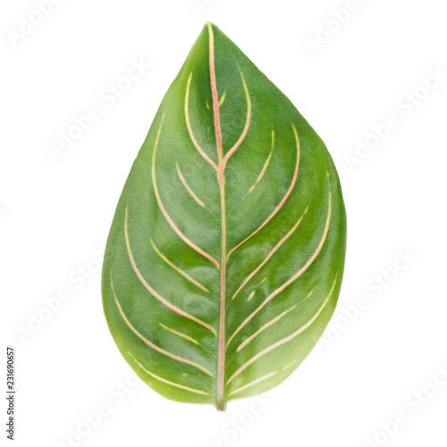 Aglonema leaf isolated on white background