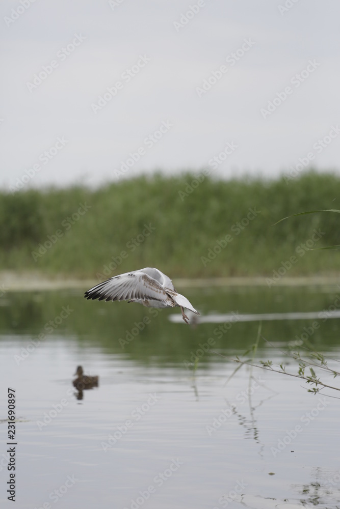 Fototapeta premium great white egret in flight