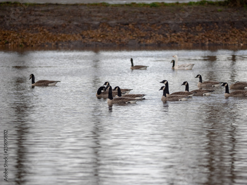 ducks on the lake