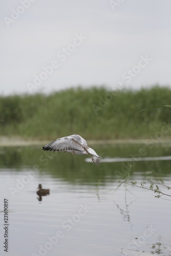 great white egret in flight © Александр Иващин