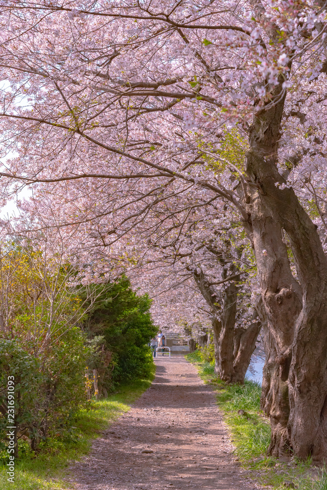 Sakura Cherry blossom petal on ground. Sakura Cherry blossom petal on ground.