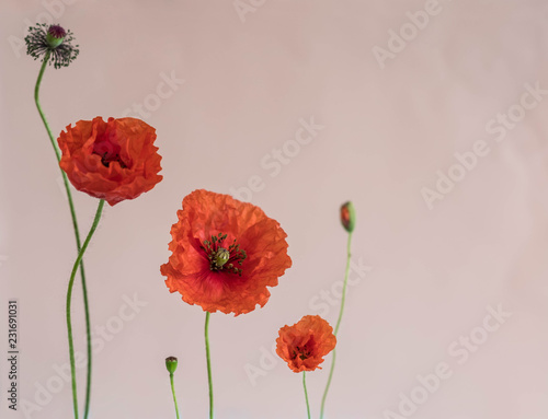 Fototapeta Naklejka Na Ścianę i Meble -  Beautiful red poppies with its buds on pink background