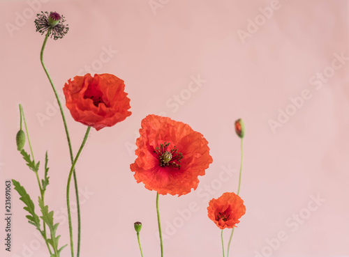 Fototapeta Naklejka Na Ścianę i Meble -  Beautiful red poppies with its buds and leaves on pink background