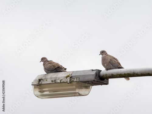 Turtledoves on a Dutch lamppost