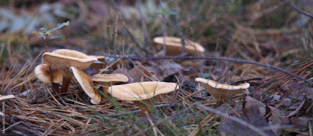 Fototapeta premium Pilze