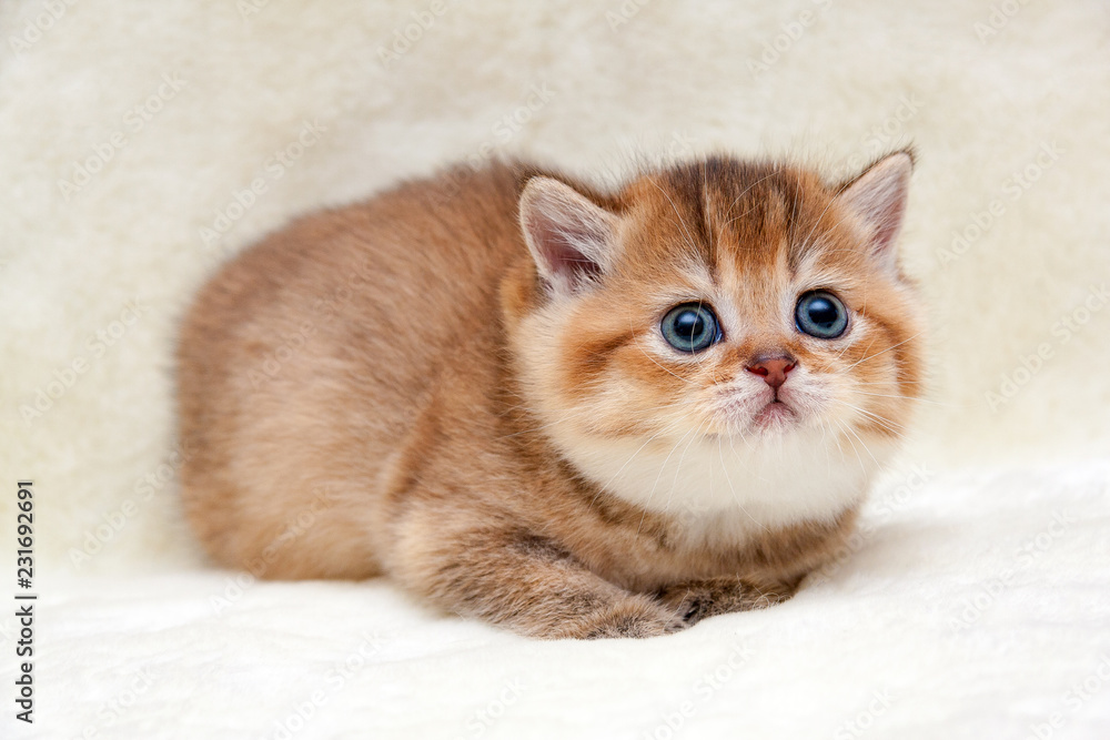 Charming redhead British kitten lying on a soft light background and cute looking up Charming redhead British kitten lying on a soft light background and cute looking up