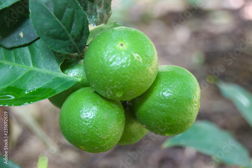 Lime green in Thailand.