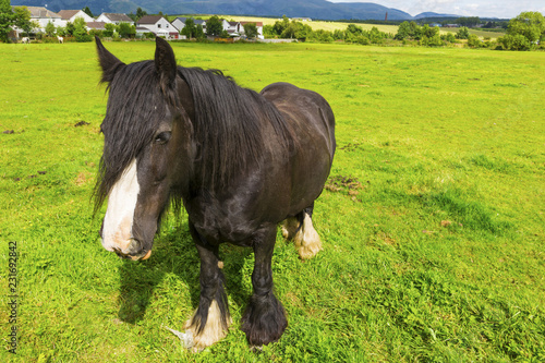 Fototapeta Naklejka Na Ścianę i Meble -  Black Gypsy horse aka Gypsy Vanner or Irish Cob grazes on pasture