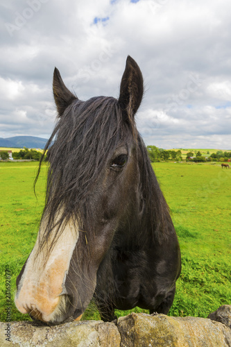 Fototapeta Naklejka Na Ścianę i Meble -  Black Gypsy horse aka Gypsy Vanner or Irish Cob poses close to the camera