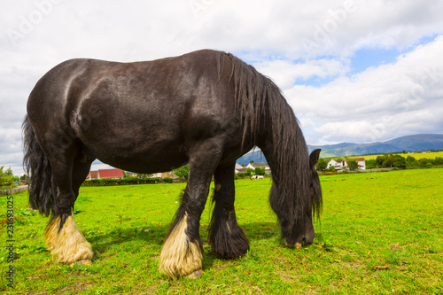 Fototapeta Naklejka Na Ścianę i Meble -  Black Gypsy horse aka Gypsy Vanner or Irish Cob grazes on pasture