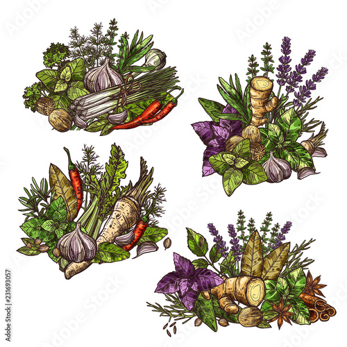 Condiment, spice and herbs bunches vector