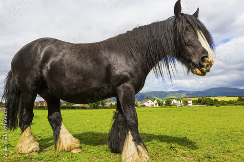Fototapeta Naklejka Na Ścianę i Meble -  Black Gypsy horse aka Gypsy Vanner or Irish Cob grazes on pasture