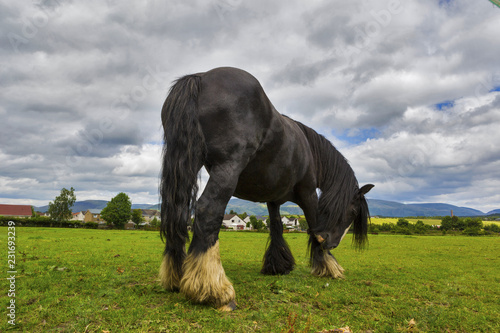 Fototapeta Naklejka Na Ścianę i Meble -  Black Gypsy horse aka Gypsy Vanner or Irish Cob grazes on pasture