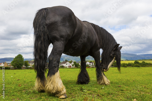 Fototapeta Naklejka Na Ścianę i Meble -  Black Gypsy horse aka Gypsy Vanner or Irish Cob grazes on pasture
