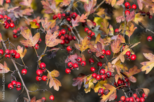 Dog-rose with dry leafs for Background