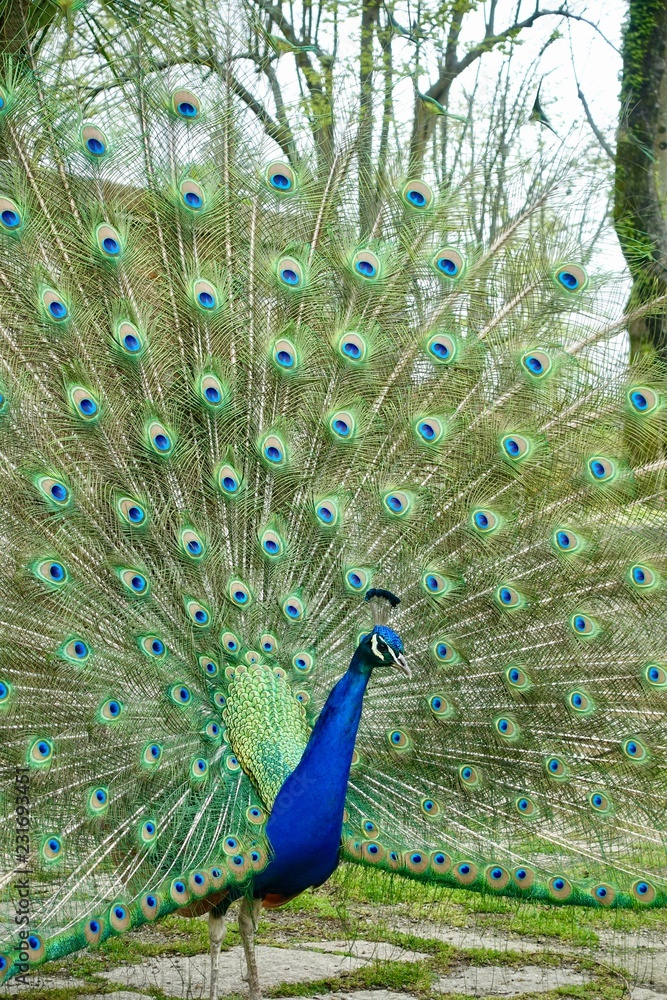 Obraz premium Peacock