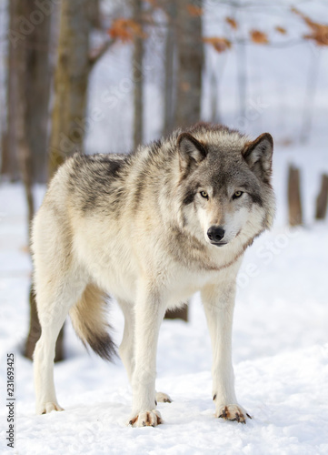 A lone Timber wolf or Grey Wolf (Canis lupus) isolated on white background standing in the winter snow in Canada © Jim Cumming