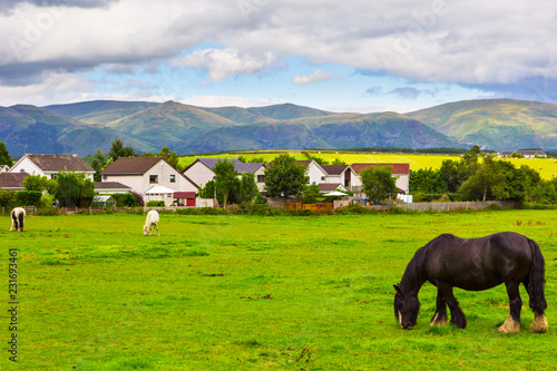 Fototapeta Naklejka Na Ścianę i Meble -  Black Gypsy horse aka Gypsy Vanner or Irish Cob grazes on pasture