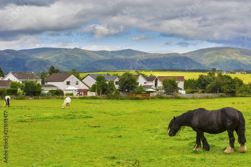 Fototapeta Naklejka Na Ścianę i Meble -  Black Gypsy horse aka Gypsy Vanner or Irish Cob grazes on pasture
