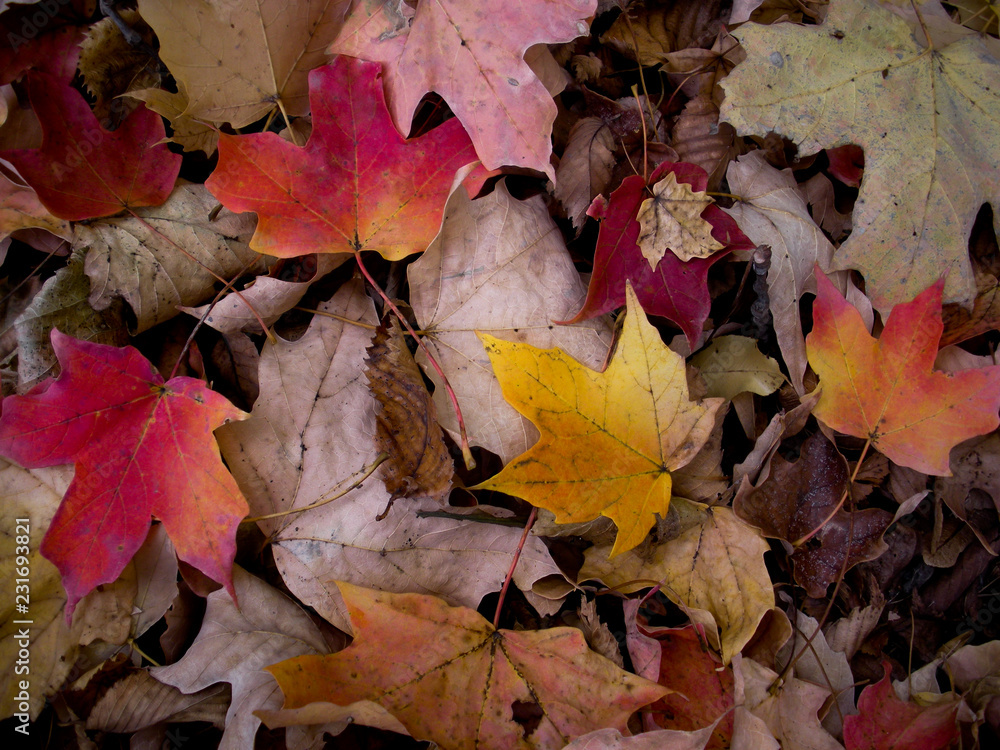 Fall leaves in color Fall leaves in color