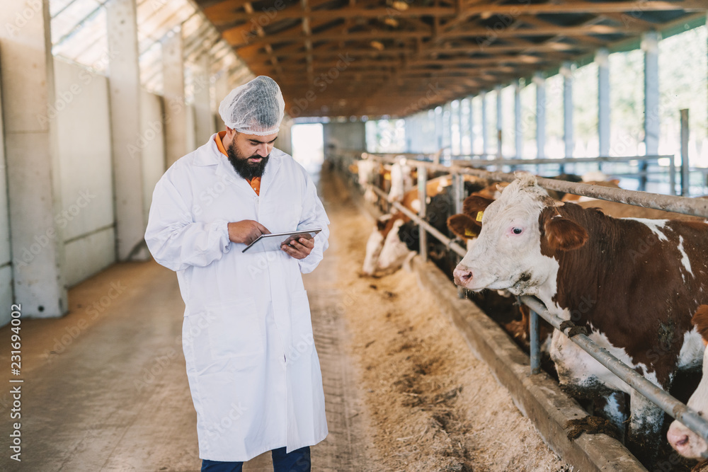 Veterinarian checking cows at cow farm. Veterinarian checking cows at cow farm.